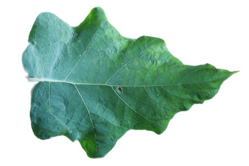 evevleaves green leaf isolated on white background