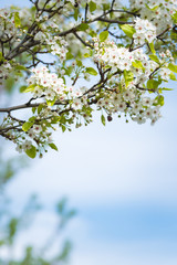 Springtime branches covered in small white flowers and new leaves with blue sky background