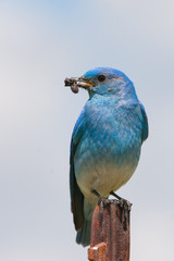 Birdie 61