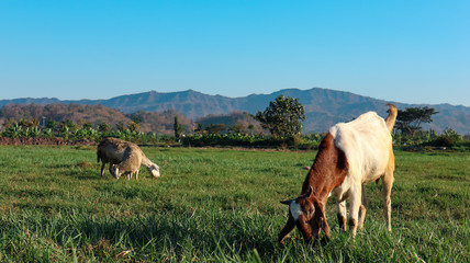 the view in the vast garden with sheep