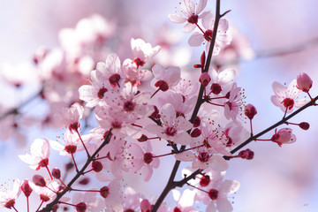 Cherry Blossom