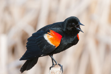 Birdie 43