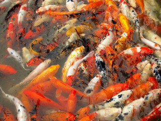Swarm of Koi fish (jinli or nishikigoi) in pond, Chengdu, China