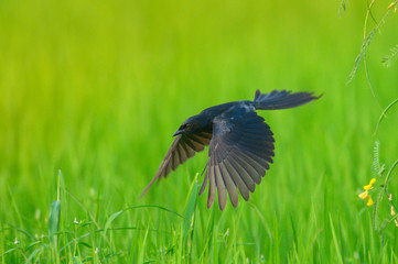 Crow-billed Drongo  flying on green background