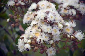 White and yellow Dwarf Apple gum tree blossoms, Angophora hispida, family Myrtaceae, growing in the Royal National Park, Sydney, Australia. Spring and summer flowering