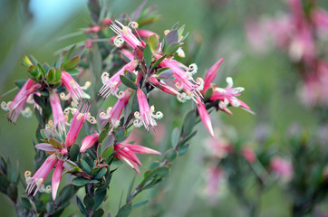 Australian native Pink Five-Corners Flowers, Styphelia triflora, family Ericaceae, growing in heath along the Little Marley Firetrail, Royal National Park, NSW, Australia