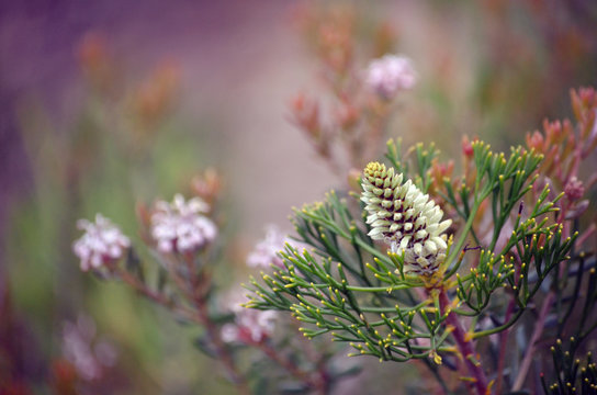 Australian native Conestick flowers, Petrophile pulchella, family Proteaceae, growing in heathland in the Royal National Park, Sydney, NSW, Australia with pink Grevillea flowers in background
