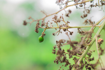 Young mango and dry flower on mango tree.