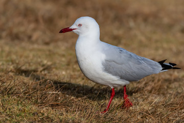 Seagull taking a walk