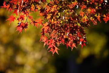 紅葉