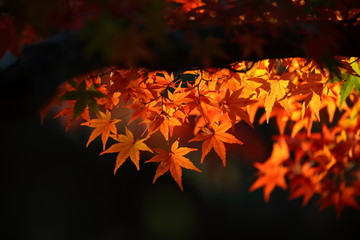 紅葉