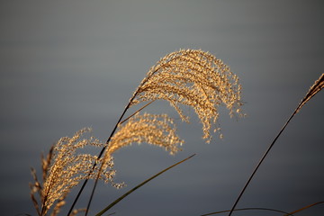 湖畔の葦