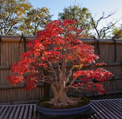 紅葉の盆栽