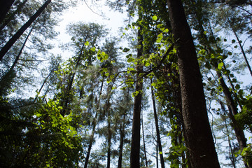 Beautiful of a green forest with trees in the early morning, Sun rays through the trees