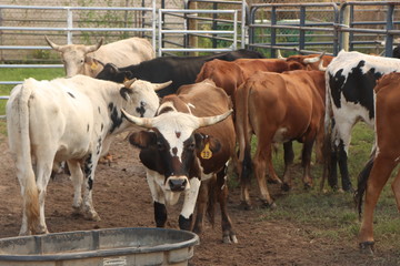 cows on the farm