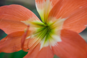 Fototapeta na wymiar Close up of a red flower head