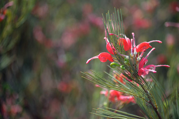 Red flowers of the Australian native Grevilea erectiloba, family Proteaceae. Rare species found in...