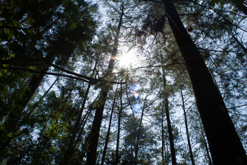 Fototapeta premium Beautiful of a green forest with trees in the early morning, Sun rays through the trees