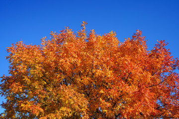 View of colorful trees during autumn near Dallas, Texas with blue sky background