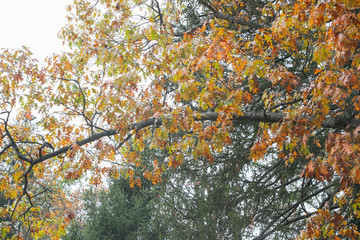 Colorful autumn tree leaves closeup - Image