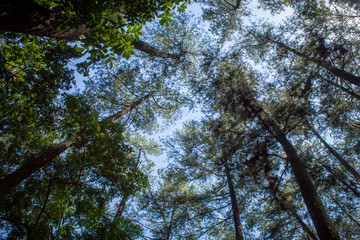 Beautiful of a green forest with trees in the early morning, Sun rays through the trees