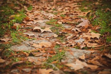  Stone path dotted with plane tree leaves and turf in autumn