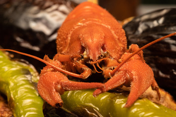 Red boiled cancer on green pepper. Close-up front view.