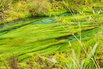 ニュージーランド　プタルルにあるブルースプリングの澄んだ川の水と水草