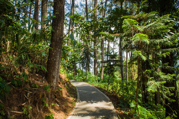 Beautiful of a green forest with trees in the early morning, Sun rays through the trees