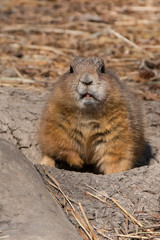 Curious 1