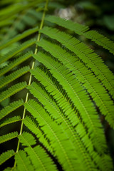 Close-Up Of Fern Leaves 