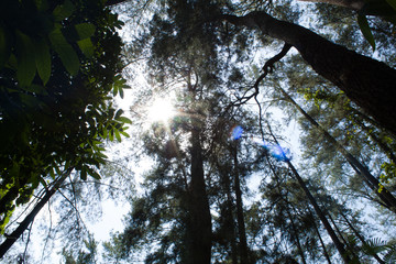 Beautiful of a green forest with trees in the early morning, Sun rays through the trees