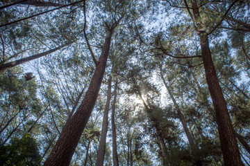Beautiful of a green forest with trees in the early morning, Sun rays through the trees