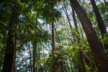 Fototapeta premium Beautiful of a green forest with trees in the early morning, Sun rays through the trees
