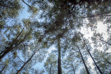 Beautiful of a green forest with trees in the early morning, Sun rays through the trees