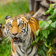 Fototapeta na wymiar Bengal Tiger hunter looking forward
