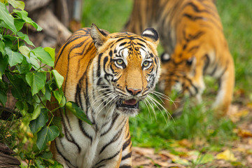 Bengal Tiger hunter looking forward