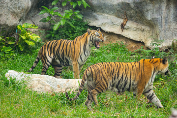 Bengal Tiger hunter looking forward