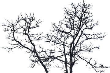 silhouette of a tree