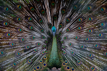 Fototapeta premium male peacock with a loose tail shows off his beautiful colors