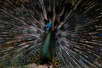 male peacock with a loose tail shows off his beautiful colors