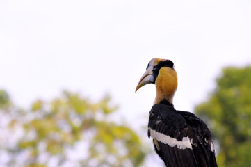Great hornbill in remote evergreen, Thailand
