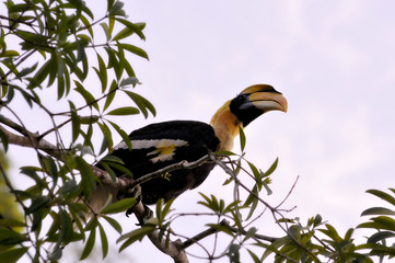 Great hornbill in remote evergreen, Thailand
