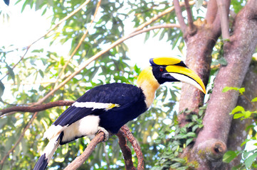 Great hornbill in remote evergreen, Thailand