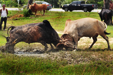 Songkhla, thailand-January 9, 2011 : Bull fighting is a traditional game of Thailand.