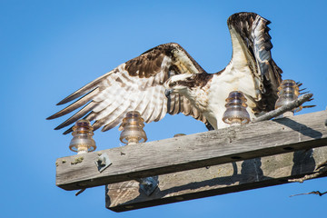 Osprey 15