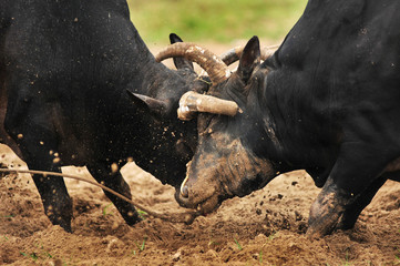 Songkhla, thailand-January 9, 2011 : Bull fighting is a traditional game of Thailand.