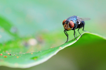 Blow fly, carrion fly, bluebottles or cluster flyon Green Background
