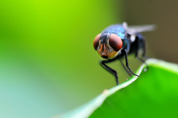 Blow fly, carrion fly, bluebottles or cluster flyon Green Background