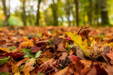 autumn leaves on grass